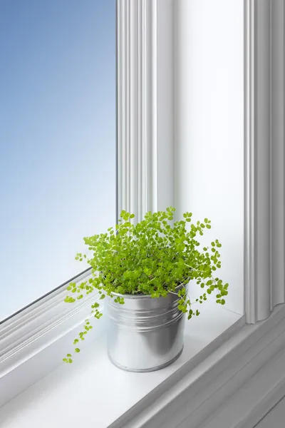 Зеленое растение на подоконнике — стоковое фото
