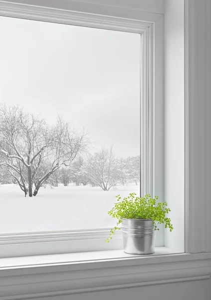 Зеленые растения и зимний пейзаж видел через окно — стоковое фото