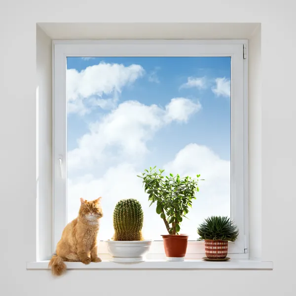 Кошка и дом растений — стоковое фото