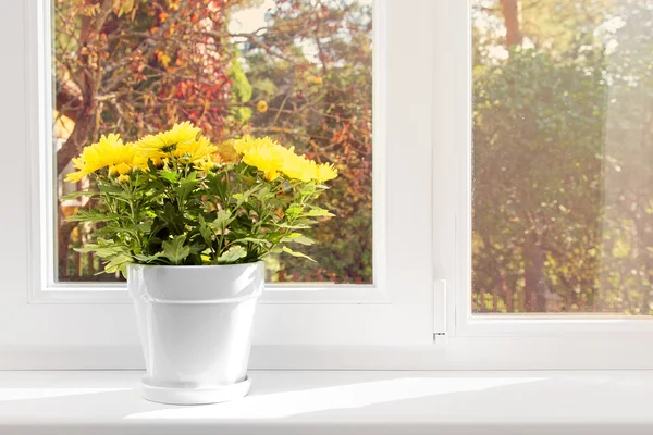 Горшок с желтой хризантемы на подоконнике — стоковое фото