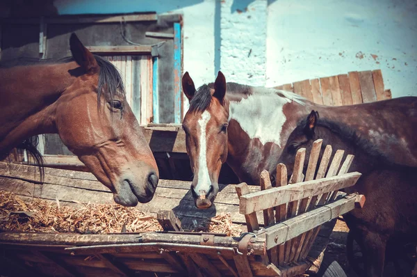 Морда лошади едят сено — стоковое фото