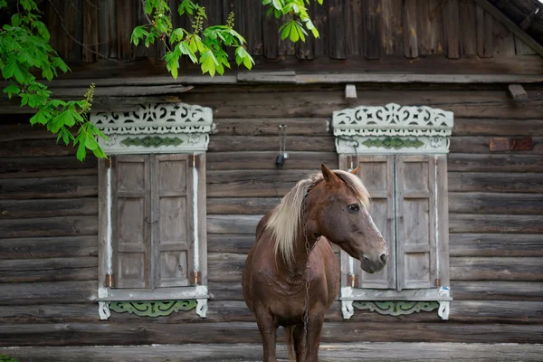 Крестьянин залив лошади пасутся возле Старый фермерский дом деревенский журнал — стоковое фото