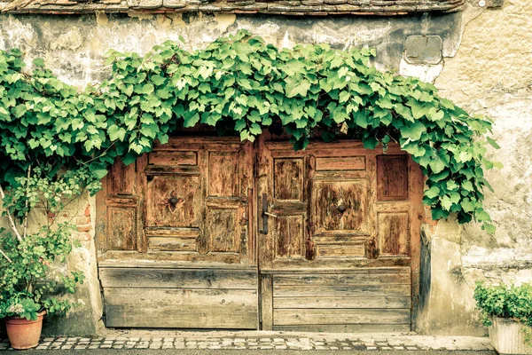 Двери под виноградной лозы — стоковое фото