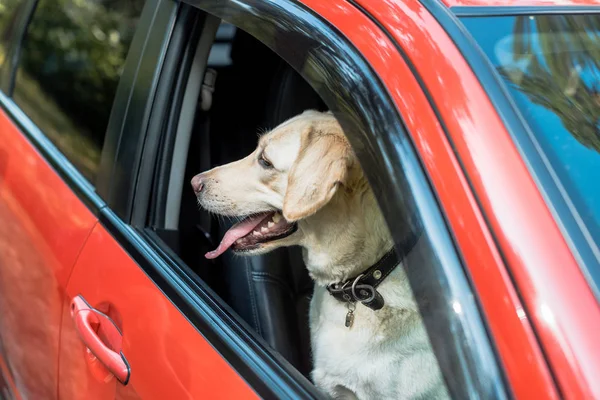 Side View Cute Labrador Dog Looking Out Window Red Car — стоковое фото