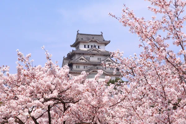 Японский замок и красивый розовый вишневый цвет — стоковое фото