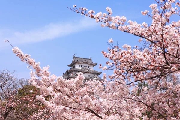 Япония замок с розовой вишни цветок — стоковое фото