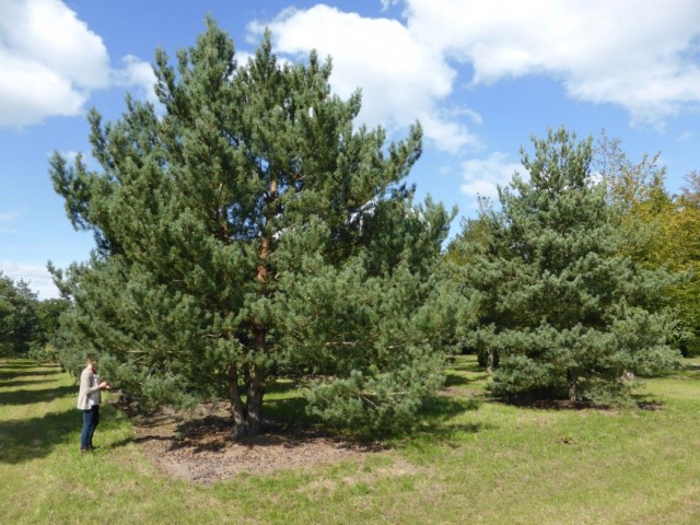 Сосна обыкновенная (Pinus sylvestris)