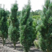 Сосна обыкновенная «Фастигата» (Pinus sylvestris 'Fastigiata')